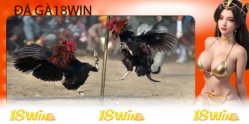 Ưu điểm của sảnh chơi đá gà 18win 